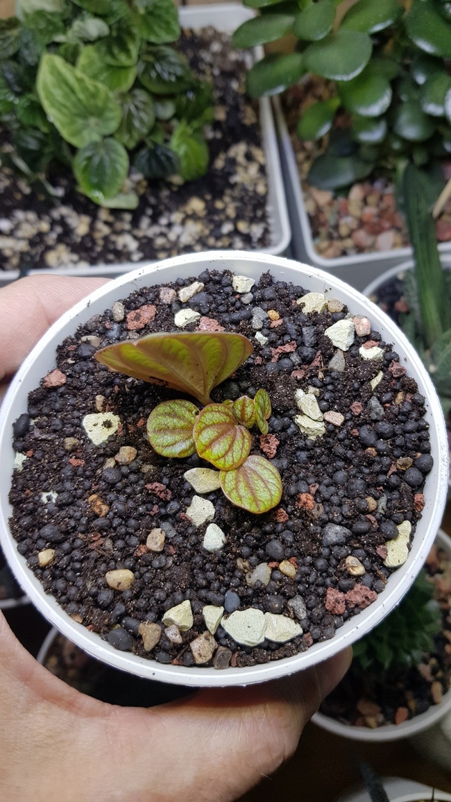 The birth of my gang! - My, Peperomia, Flowers, Houseplants, Longpost