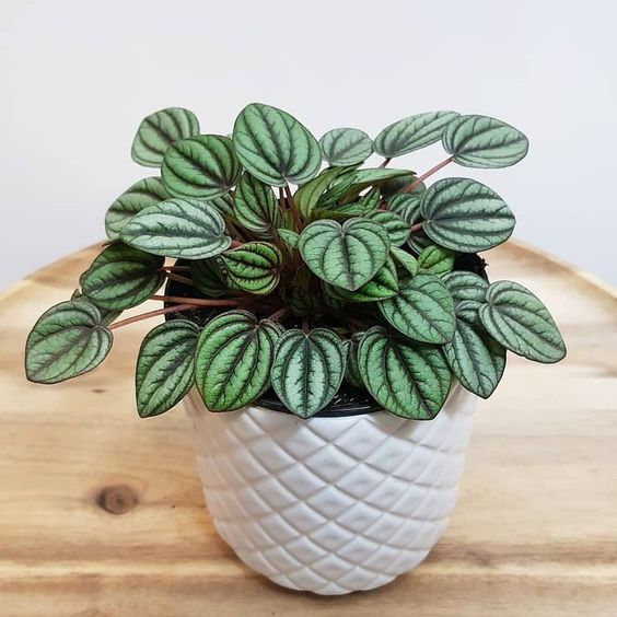 The birth of my gang! - My, Peperomia, Flowers, Houseplants, Longpost