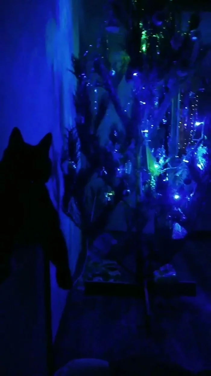 Guardian - My, Christmas tree, cat, New Year