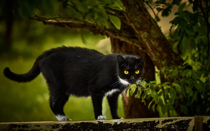 Behind the dreams, behind the fog and behind the smell of the taiga..© - Forest, Russia, The photo, The nature of Russia, cat, Livejournal, Longpost