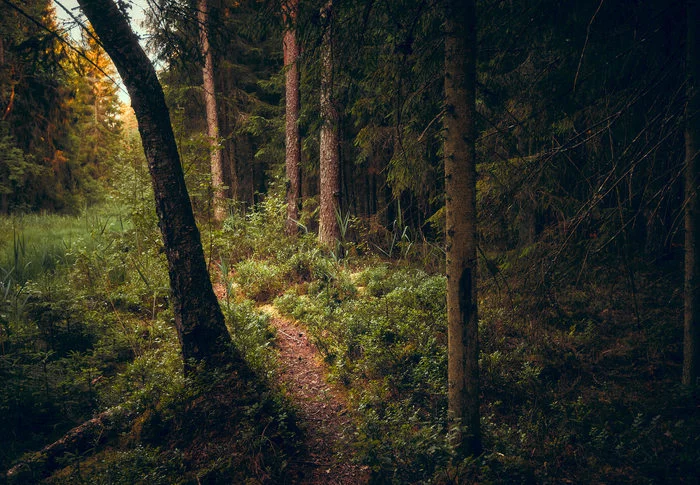 Behind the dreams, behind the fog and behind the smell of the taiga..© - Forest, Russia, The photo, The nature of Russia, cat, Livejournal, Longpost