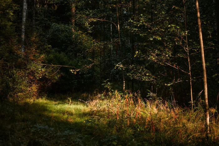 Behind the dreams, behind the fog and behind the smell of the taiga..© - Forest, Russia, The photo, The nature of Russia, cat, Livejournal, Longpost