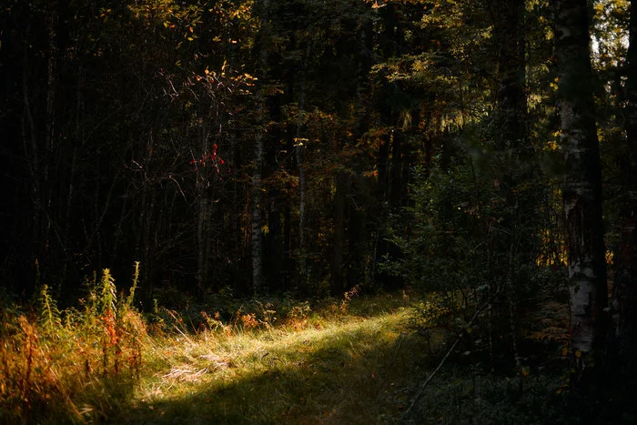 Behind the dreams, behind the fog and behind the smell of the taiga..© - Forest, Russia, The photo, The nature of Russia, cat, Livejournal, Longpost