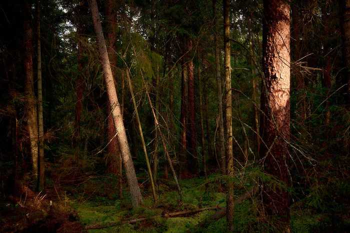Behind the dreams, behind the fog and behind the smell of the taiga..© - Forest, Russia, The photo, The nature of Russia, cat, Livejournal, Longpost