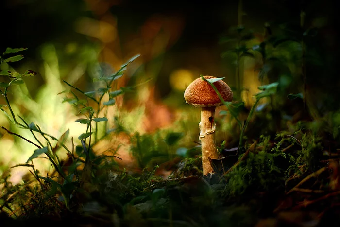 Behind the dreams, behind the fog and behind the smell of the taiga..© - Forest, Russia, The photo, The nature of Russia, cat, Livejournal, Longpost