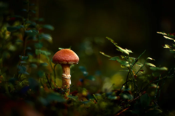 Behind the dreams, behind the fog and behind the smell of the taiga..© - Forest, Russia, The photo, The nature of Russia, cat, Livejournal, Longpost