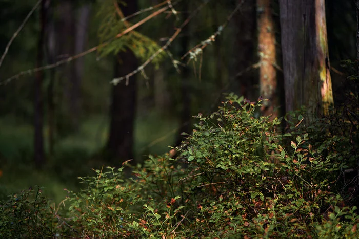 Behind the dreams, behind the fog and behind the smell of the taiga..© - Forest, Russia, The photo, The nature of Russia, cat, Livejournal, Longpost