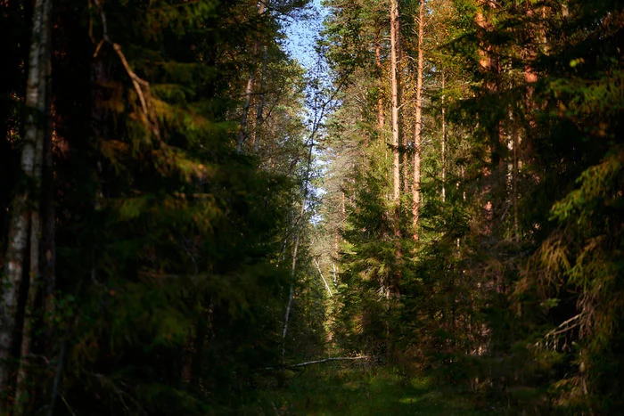 Behind the dreams, behind the fog and behind the smell of the taiga..© - Forest, Russia, The photo, The nature of Russia, cat, Livejournal, Longpost