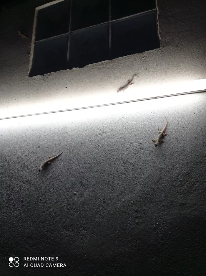 The extreme life of geckos - Gecko, Travels, Death, Blog, Bloggers, Laos, Tourism, Food, , Fancy food, Lizard, Reptilians, Suicide, Philosophy, Psychology, Love, Longpost, Negative