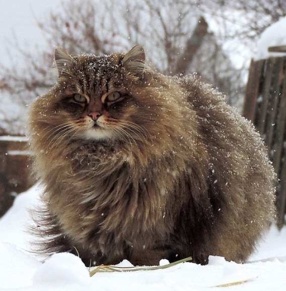 Fur balls in your feed - Siberian cat, Fluffy, Winter, Longpost, cat