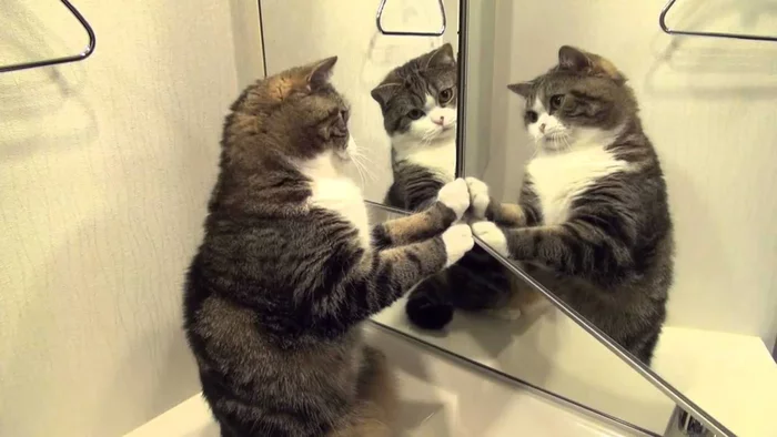 What do different animals think when they see themselves in the mirror? Mirror test - Animals, Mirror, Yandex Zen, Animal book, Longpost, Mirror Test, cat