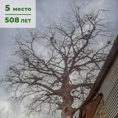 The top 5 oldest trees in Russia have been compiled - Plants, Tree, Let's save the trees, Vegetable world, Flora, Natural monument, Nature, Longpost