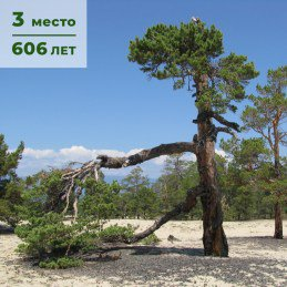 The top 5 oldest trees in Russia have been compiled - Plants, Tree, Let's save the trees, Vegetable world, Flora, Natural monument, Nature, Longpost