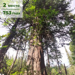 The top 5 oldest trees in Russia have been compiled - Plants, Tree, Let's save the trees, Vegetable world, Flora, Natural monument, Nature, Longpost