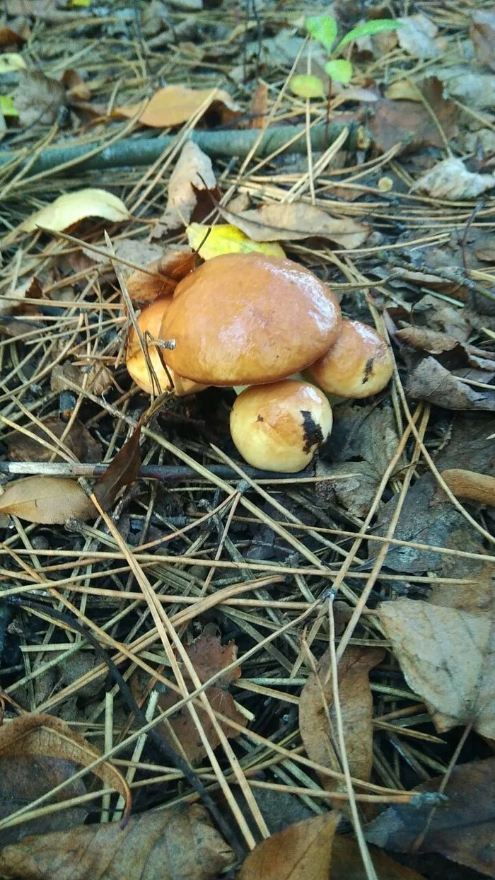 Butter - My, Mushrooms, Butterlets