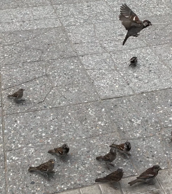 Sparrows - My, Sparrow, Birds, Shawarma, Ulyanovsk, Funny, Animals