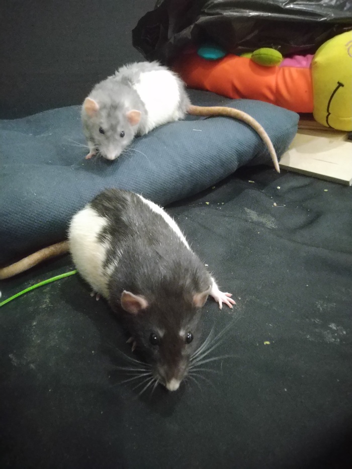 Это не твой мусор