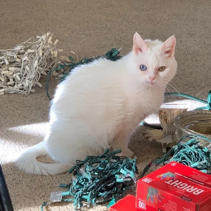 Put up the Christmas tree already, I’ll drop it! - cat, Christmas tree, Heterochromia