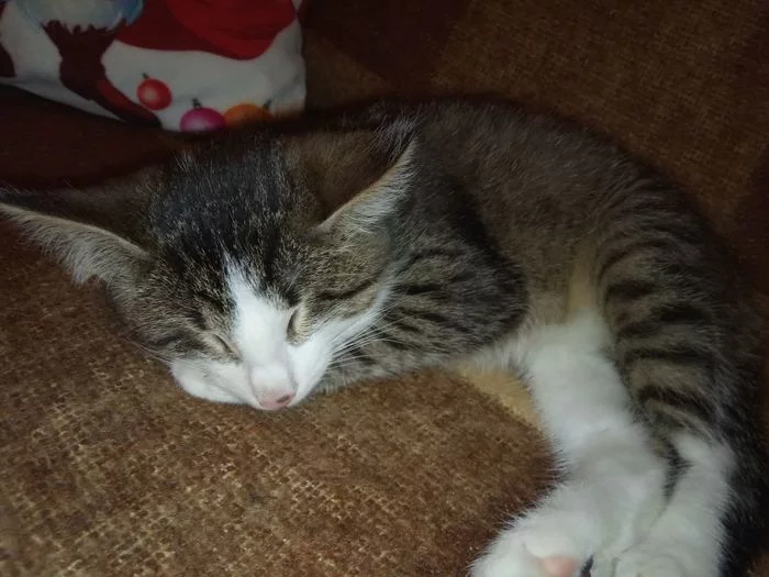 Kind people, help me find a home for a blind kitten! - My, Kittens, In good hands, Longpost, cat, Nizhny Novgorod, No rating