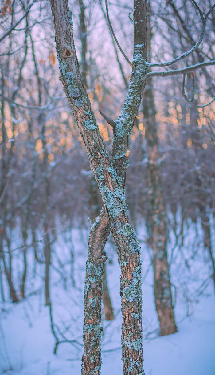 Walk in the winter park - My, The photo, Winter, The park, Nature, Sunset, Longpost