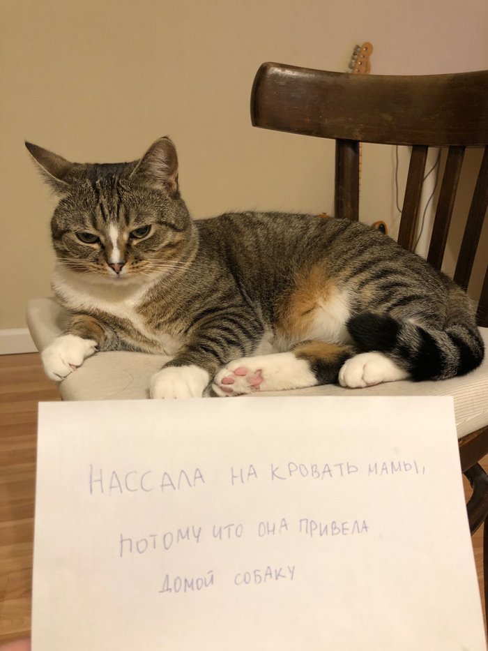     ,      ,   , , 