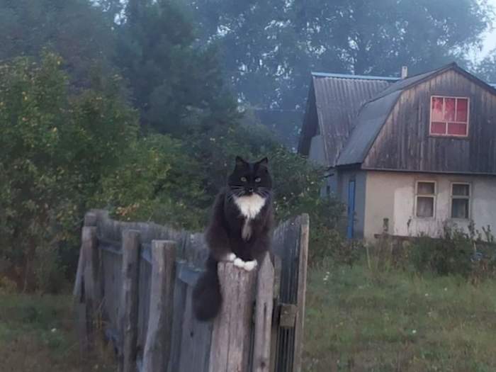 Guardian - cat, Watchman, Village, Fence, Black cat