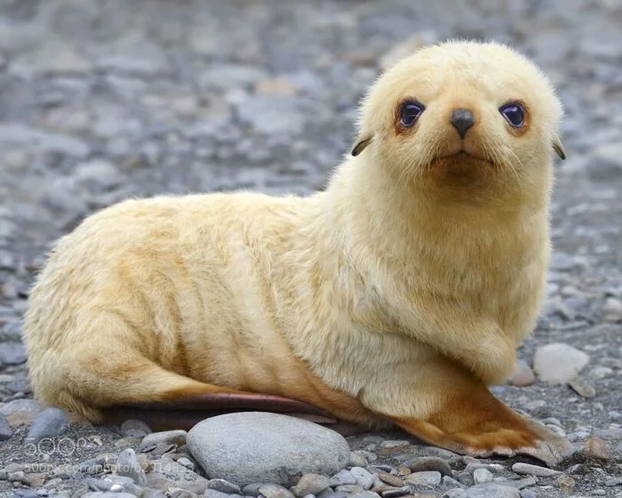 Albino seal - Milota, Albino, Fur seal, Young