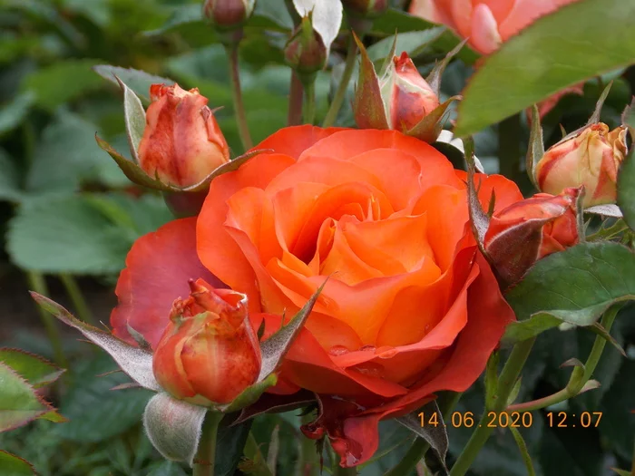 I love roses - My, Nature, beauty, the Rose, The photo