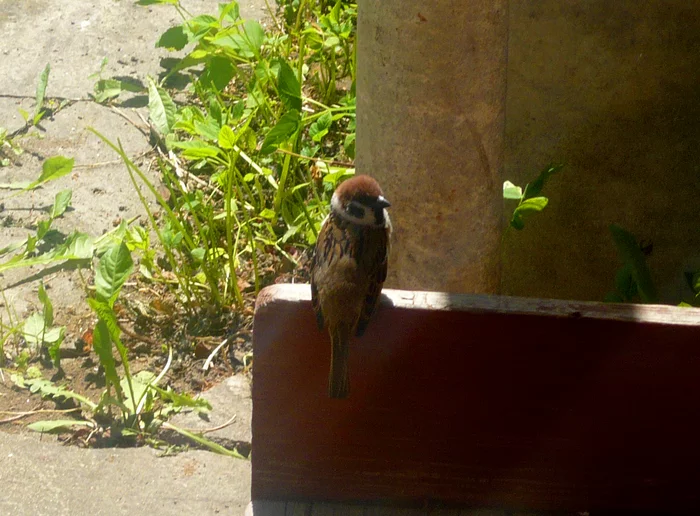 First photo - My, 2009, Memories, Sparrow, The photo, Dacha, Summer