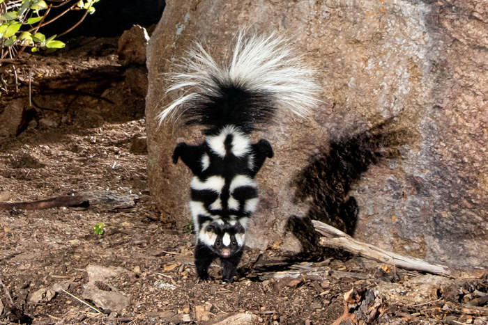 Small skunk on front legs looks like a Rorschach mask - Wild animals, Unusual coloring, Skunk, Nature, Rorschach