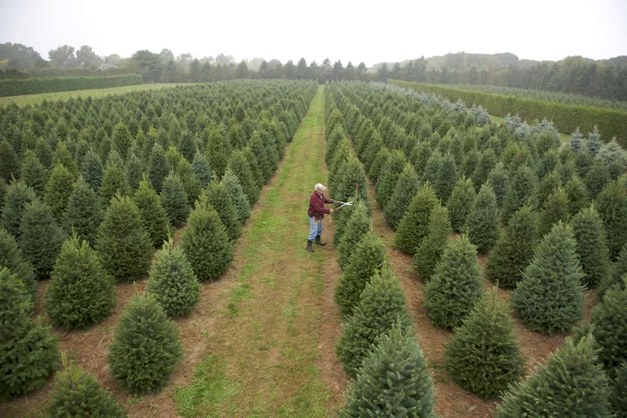 Live or artificial? - Christmas trees, Disposal, Processing, Ecology, New Year, Longpost