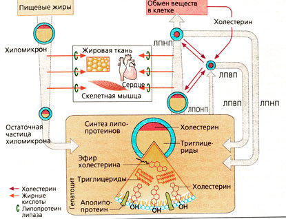 Часть 5.2. - Холестерин - убийца или наш верный друг? - Моё, Правильное питание, Похудение, Спорт, Диета, Длиннопост