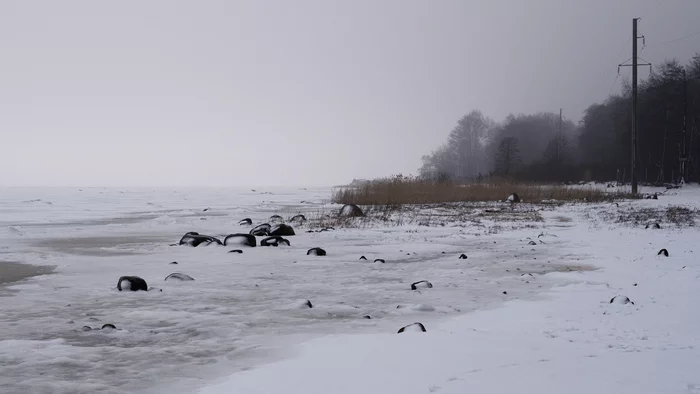 Winter on the Gulf of Finland - My, Shore, The photo, The Gulf of Finland, Winter, Ice, Dirt, Fog