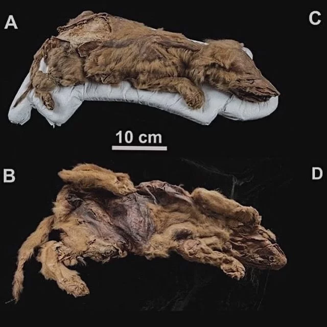 Mummy of a 57,000-year-old wolf cub - Nature, Facts, Interesting, Animals, Text, The photo, Peace