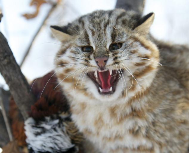 Pikabu is educational. Wild cats of Russia - Russia, Cat family, wildlife, Longpost, Small cats, Big cats