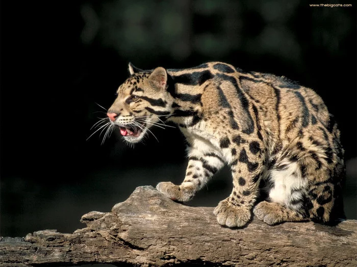 Clouded leopard - Clouded leopard, Big cats, Interesting, Cat family, Red Book, Video, Longpost, Animals, Wild animals