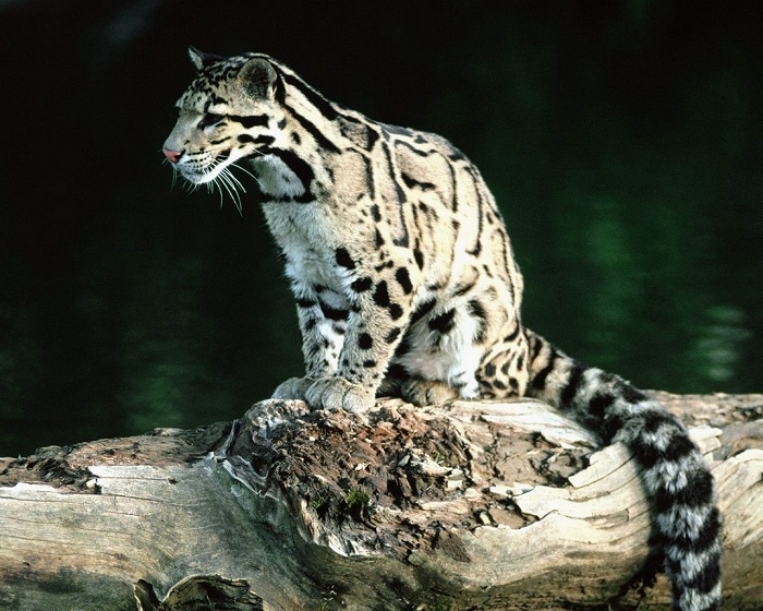 Clouded leopard - Clouded leopard, Big cats, Interesting, Cat family, Red Book, Video, Longpost, Animals, Wild animals