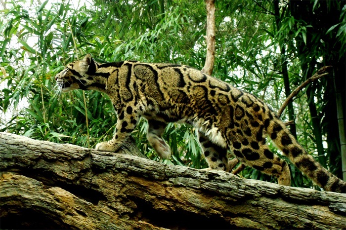 Clouded leopard - Clouded leopard, Big cats, Interesting, Cat family, Red Book, Video, Longpost, Animals, Wild animals