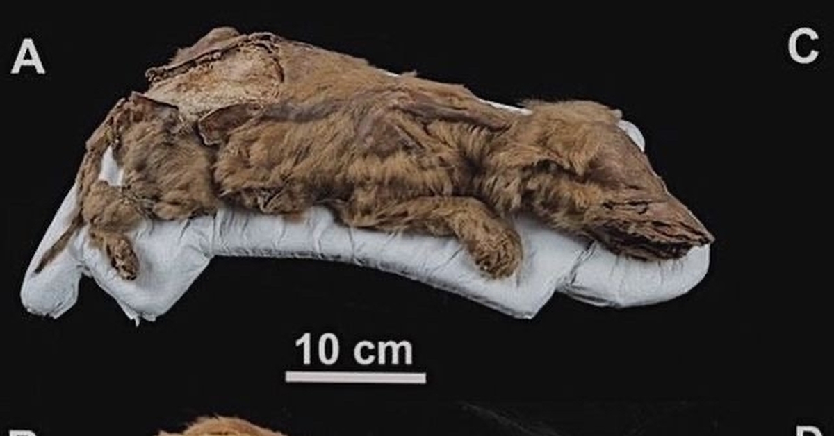 Зубами по шерсти. Мумифицированный древний Бизон Аляска. Мумии доисторических животных.