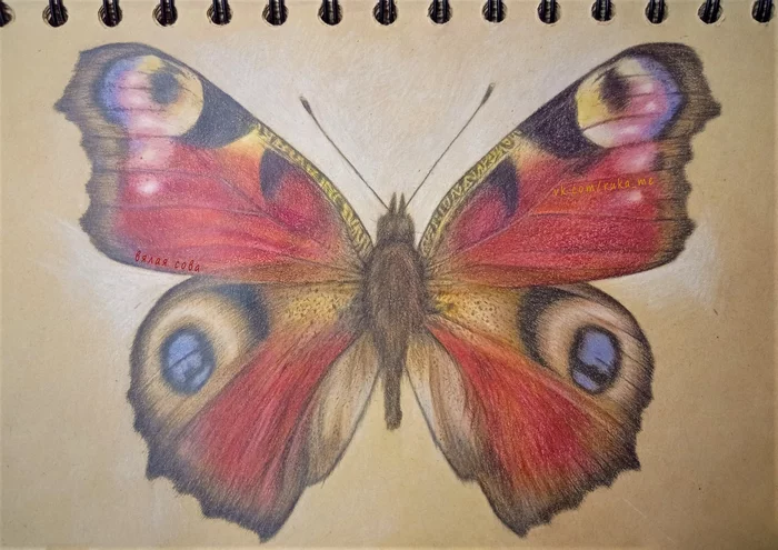 Butterfly, colored pencils - My, Pencil drawing, Colour pencils, Drawing, Art, Butterfly, Hyperrealism, Insects, League of Artists, , Traditional art, Longpost