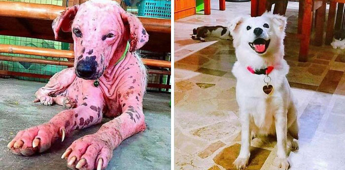 Homeless children: before and after - Dog, It Was-It Was, Animal Rescue, Street kids, Longpost, Animals