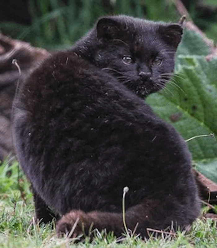 Peekaboo is educational. What kind of cat is this? - Chile, Cat family, Melanism, Longpost, Small cats, South America, Predatory animals, Wild animals, Codecode, Chilean cat