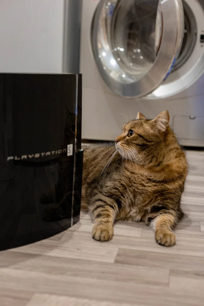 How to regain a cat's trust? - My, cat, Playstation, Playstation 5, Longpost