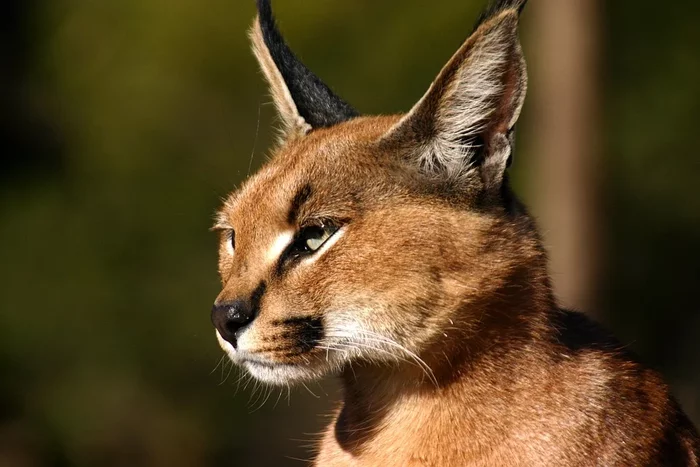 Elite of the feline special forces - Small cats, Caracal, Hunting, Interesting, Cat family, Video, Animals