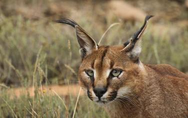 ловля обезьян на тыкву. Смотреть фото ловля обезьян на тыкву. Смотреть картинку ловля обезьян на тыкву. Картинка про ловля обезьян на тыкву. Фото ловля обезьян на тыкву ловля обезьян на тыкву. Смотреть фото ловля обезьян на тыкву. Смотреть картинку ловля обезьян на тыкву. Картинка про ловля обезьян на тыкву. Фото ловля обезьян на тыкву