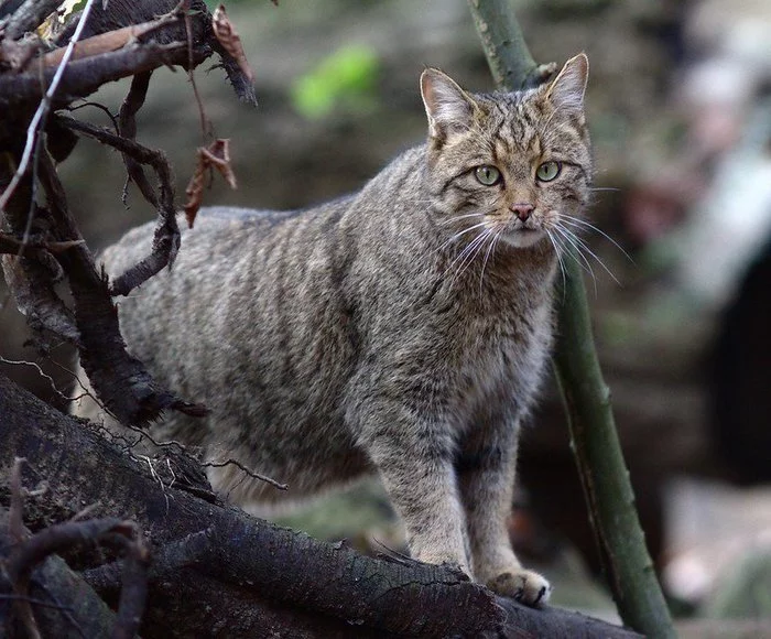 The forest cat is a master of disguise and an expert in hunting! - Forest cat, Small cats, Hunting, Milota, Video, Longpost, Cat family, Animals