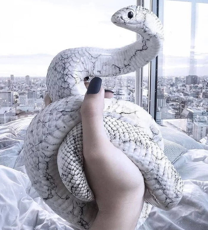 marble snake - Snake, Nature, beauty of nature, beauty, The photo, Animals, Photoshop master