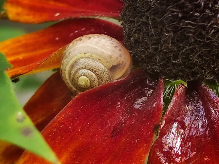 A little color from the phone's memory - My, Mobile photography, Flowers, Grass, Snail, September, Nature, Heather, Moss, Longpost