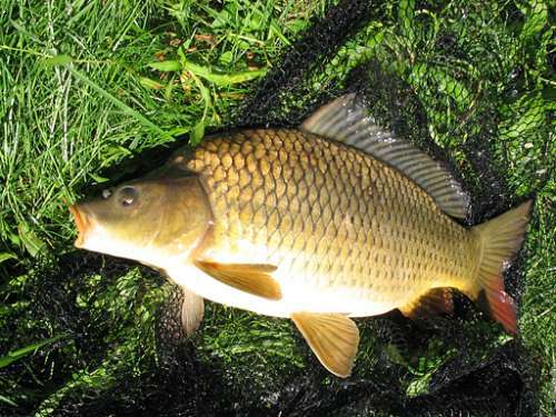 golden fish - My, Fishing, Fishermen, Nature, Morning, Carp, Real life story, Story, Author's story, Village, River, Longpost