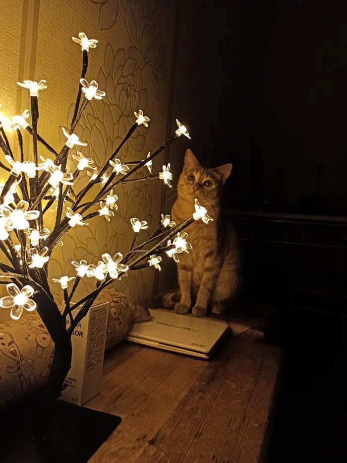 My New Year's cat lamp - My, New Year, Christmas, cat